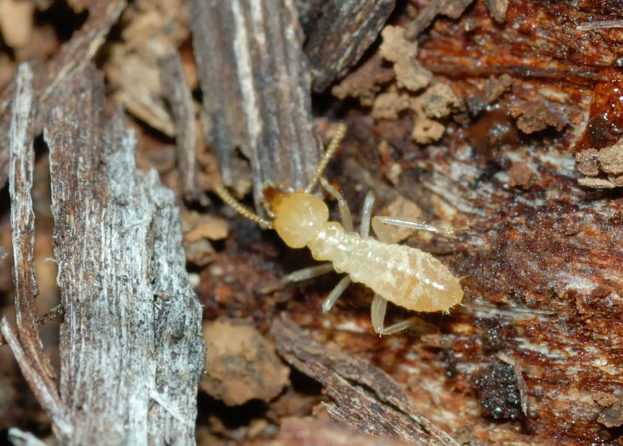 صور النمل الأبيض "الرمة" يتغذى على الأخشاب White Wood Ants Photos-عالم الصور